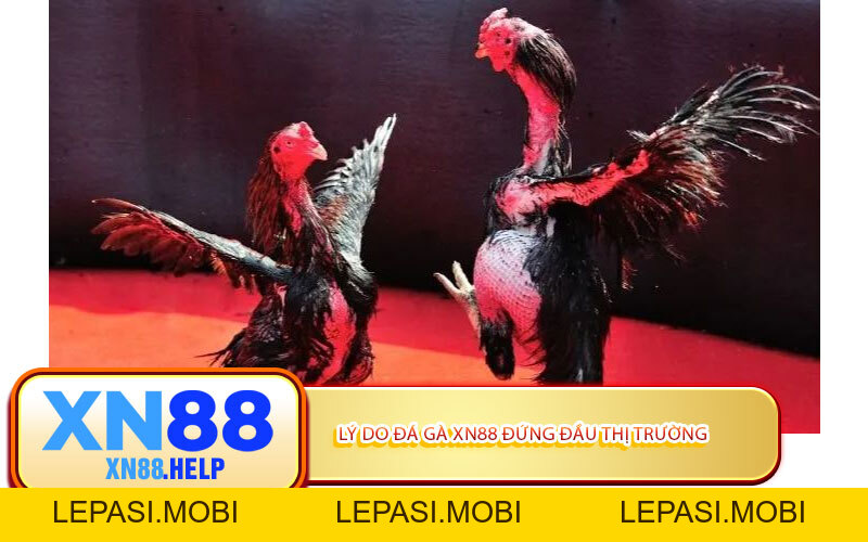 Đá Gà XN88: Đấu Trường Siêu Kịch Tính Bậc Nhất Năm 2026 - Lepasi
