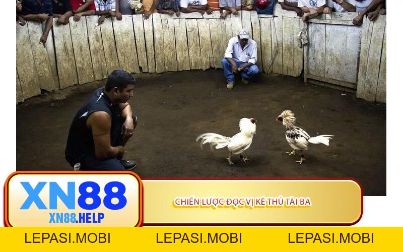 Đá Gà XN88: Đấu Trường Siêu Kịch Tính Bậc Nhất Năm 2026 - Lepasi