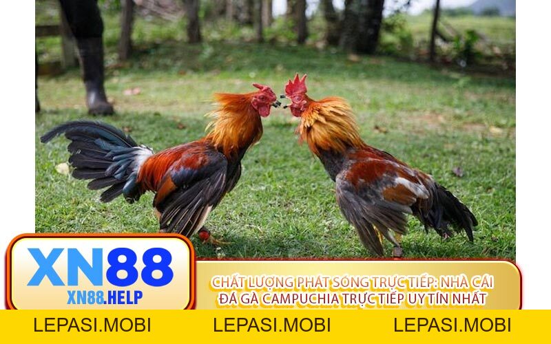Nhà Cái Đá Gà Campuchia Trực Tiếp Uy Tín Nhất: XN88 - Lepasi